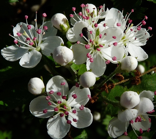 {Crataegus marshallii}
